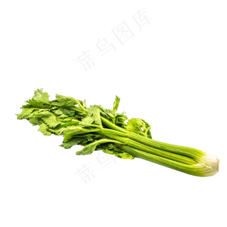 一把绿色大叶芹菜 一把绿色大叶芹菜