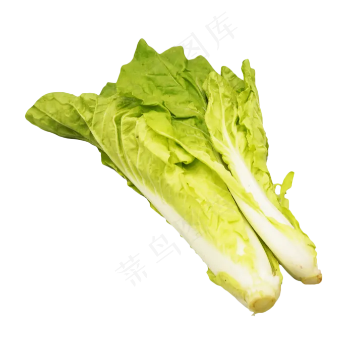 蔬菜生菜(2500X3000(DPI:300))