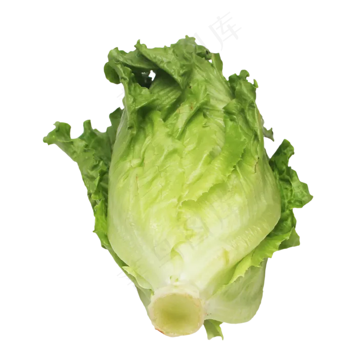 新鲜生菜蔬菜(2000X3091(DPI:300))