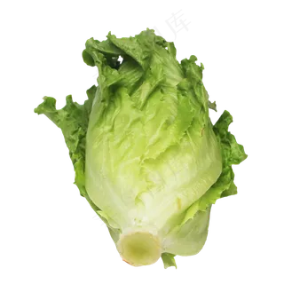 新鲜生菜蔬菜 新鲜生菜蔬菜