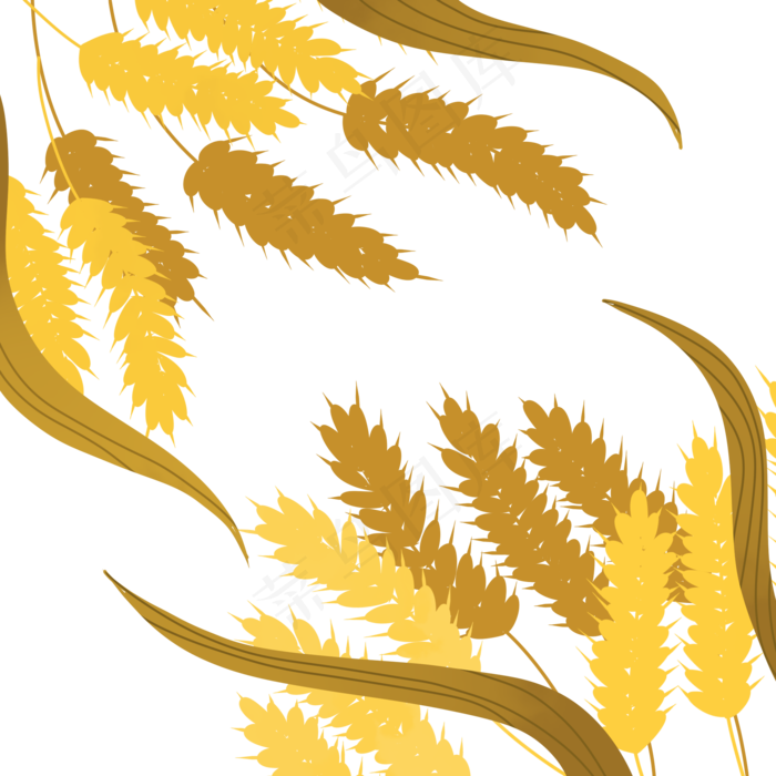 手绘秋天金黄的麦穗1(2000X2000(DPI:300))psd模版下载