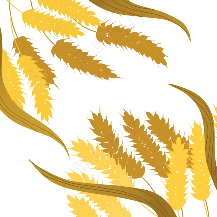 手绘秋天金黄的麦穗1(2000X2000(DPI:300))psd模版下载
