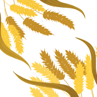 手绘秋天金黄的麦穗1