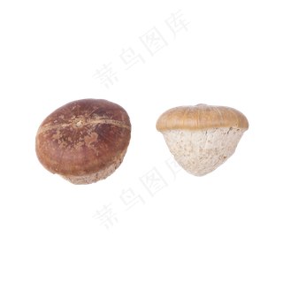 蘑菇（png免抠）