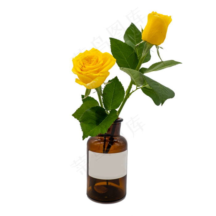 两枝黄玫瑰和花瓶(2000*2000px 300 dpi )