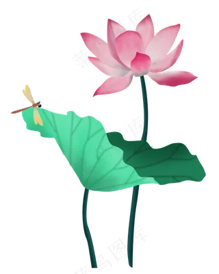夏天荷花荷叶蜻蜓仿真水彩