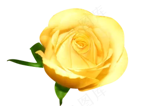 情人节鲜花黄色玫瑰花