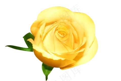 情人节鲜花黄色玫瑰花 情人节鲜花黄色玫瑰花