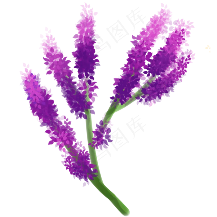 薰衣草花免扣素材(2000X2000(DPI:300))psd模版下载