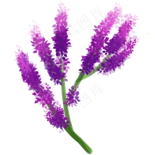 薰衣草花免扣素材