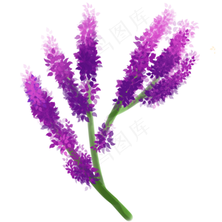 薰衣草花免扣素材