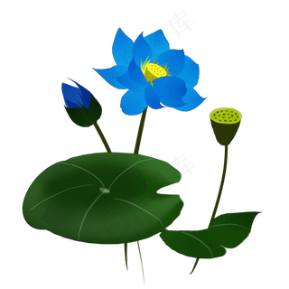 卡通水墨蓝色荷花插图
