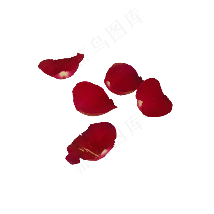 几片红色玫瑰花瓣(2000X2000(DPI:300))psd模版下载