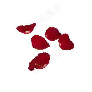 几片红色玫瑰花瓣
