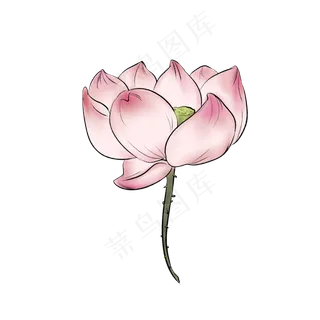 水墨风盛开的粉色荷花
