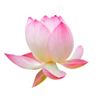 漂亮的荷花荷叶