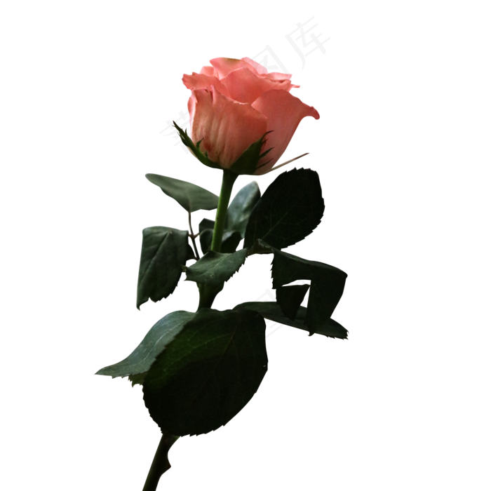 情人节粉玫瑰温馨甜蜜