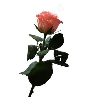 情人节粉玫瑰温馨甜蜜