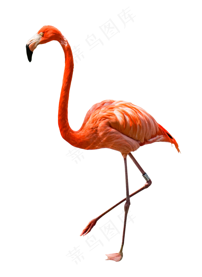 动物园里面红色火烈鸟,免抠元素