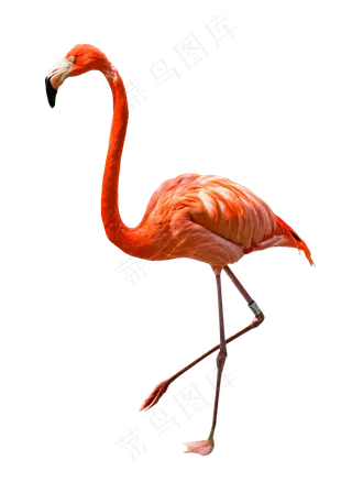 动物园里面红色火烈鸟,免抠元素