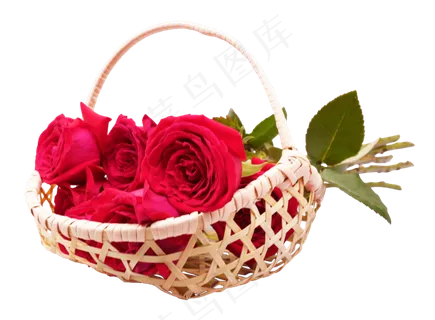 竹篮的红玫瑰