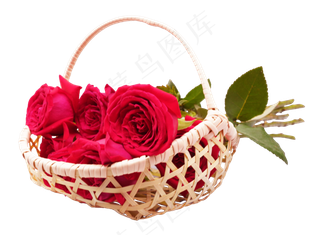 竹篮的红玫瑰
