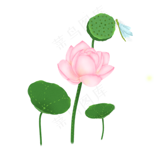 荷花荷叶莲蓬莲子蜻蜓