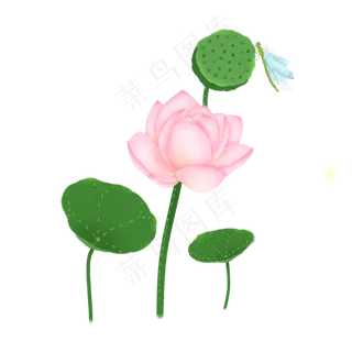 荷花荷叶莲蓬莲子蜻蜓