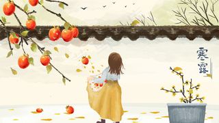 寒露小女孩开心收柿子