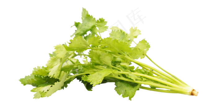 绿色蔬菜香菜(4000*2000px 300 dpi )