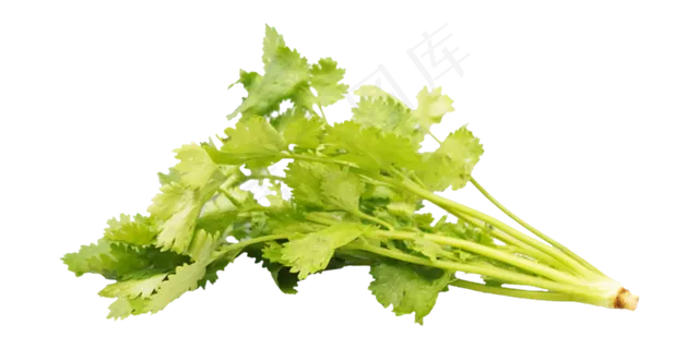 绿色蔬菜香菜