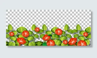 透明背景上有叶子的红色花朵