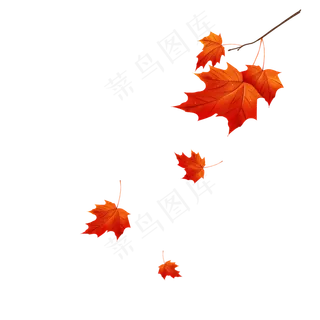 飘落在空中的枫叶