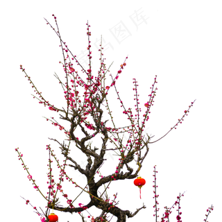 梅花实物花卉植物