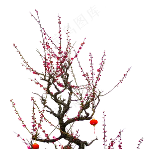 梅花实物花卉植物