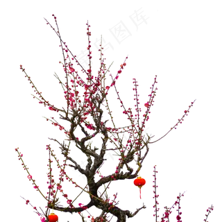 梅花实物花卉植物