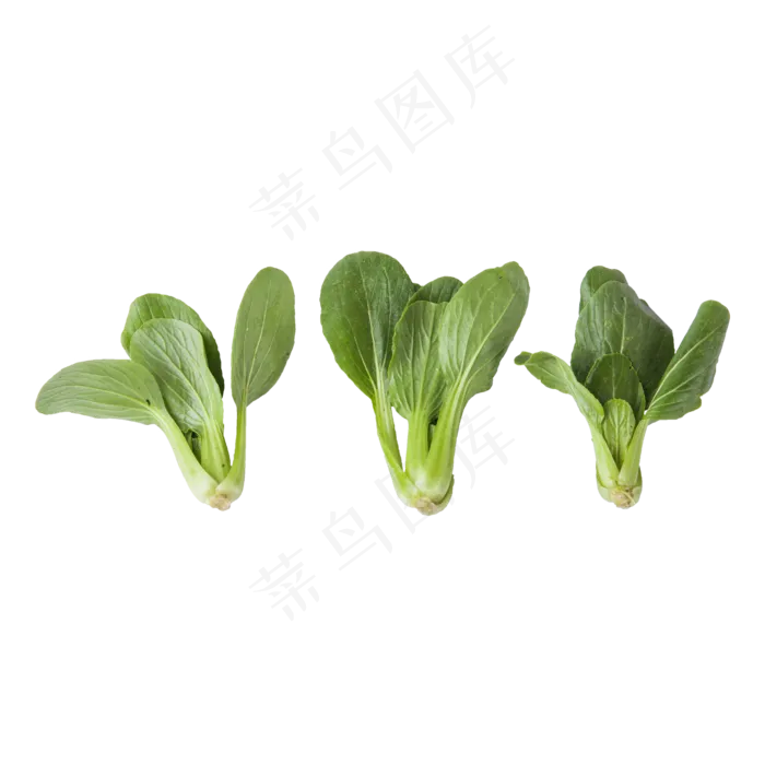 青菜（png免抠）(2000X2000(DPI:72))psd模版下载