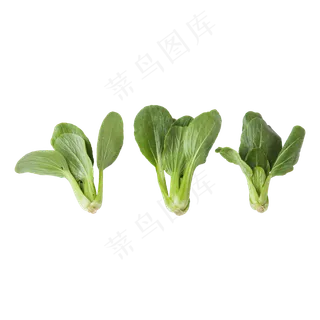 青菜（png免抠）