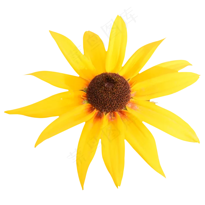 黄色太阳花(2000*2000px 300 dpi )