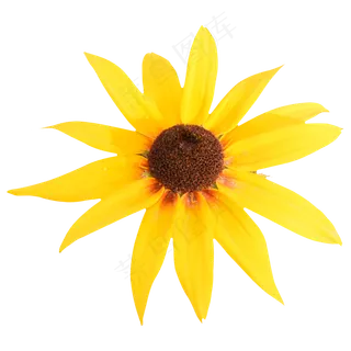 黄色太阳花 黄色太阳花