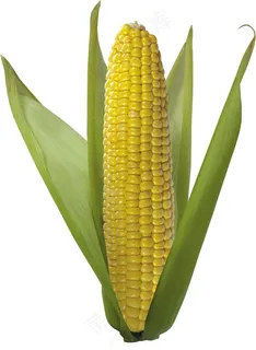 玉米 蔬菜 玉米 蔬菜