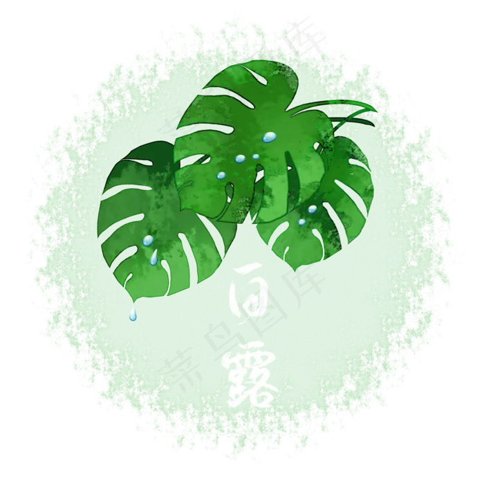 白露水珠二十四节气白露(2000X2000(DPI:300))psd模版下载