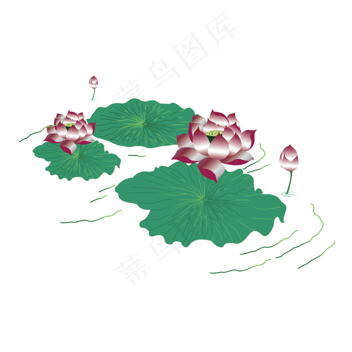植物荷花荷叶睡莲彩色手绘