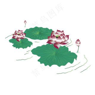 植物荷花荷叶睡莲彩色手绘