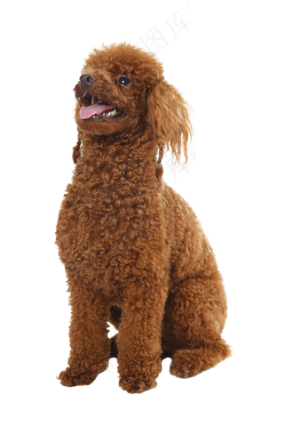 宠物狗泰迪,免抠元素