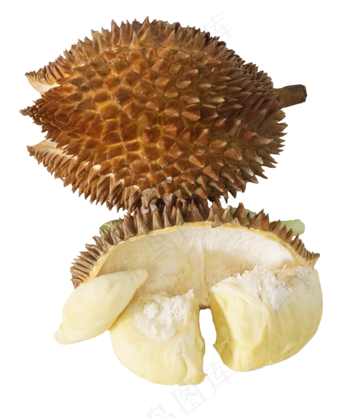 榴莲水果果实