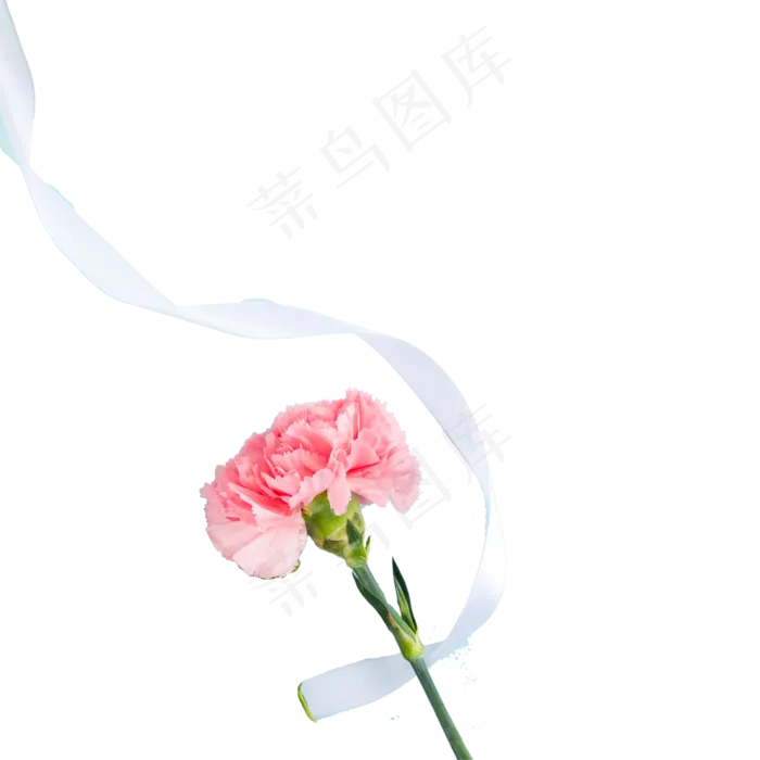 红色的新鲜花朵免抠图(2000X2000(DPI:300))psd模版下载