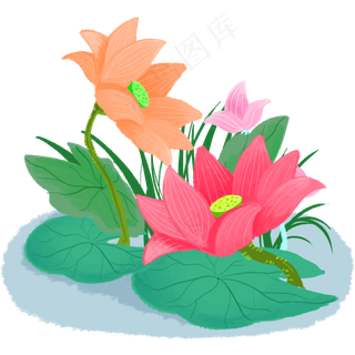 夏季节气荷花荷叶