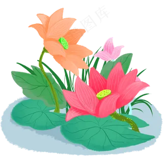 夏季节气荷花荷叶