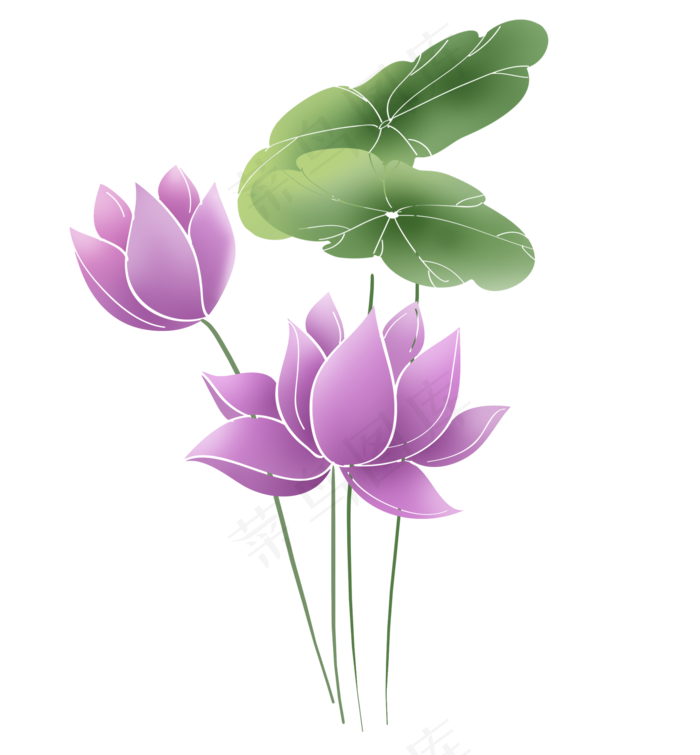 夏季紫色荷花和莲叶(2000X2158(DPI:299))psd模版下载